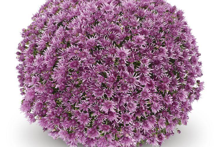 528 Mum Purple Baoli Lilac Purple - View 4 from www redcrocus com