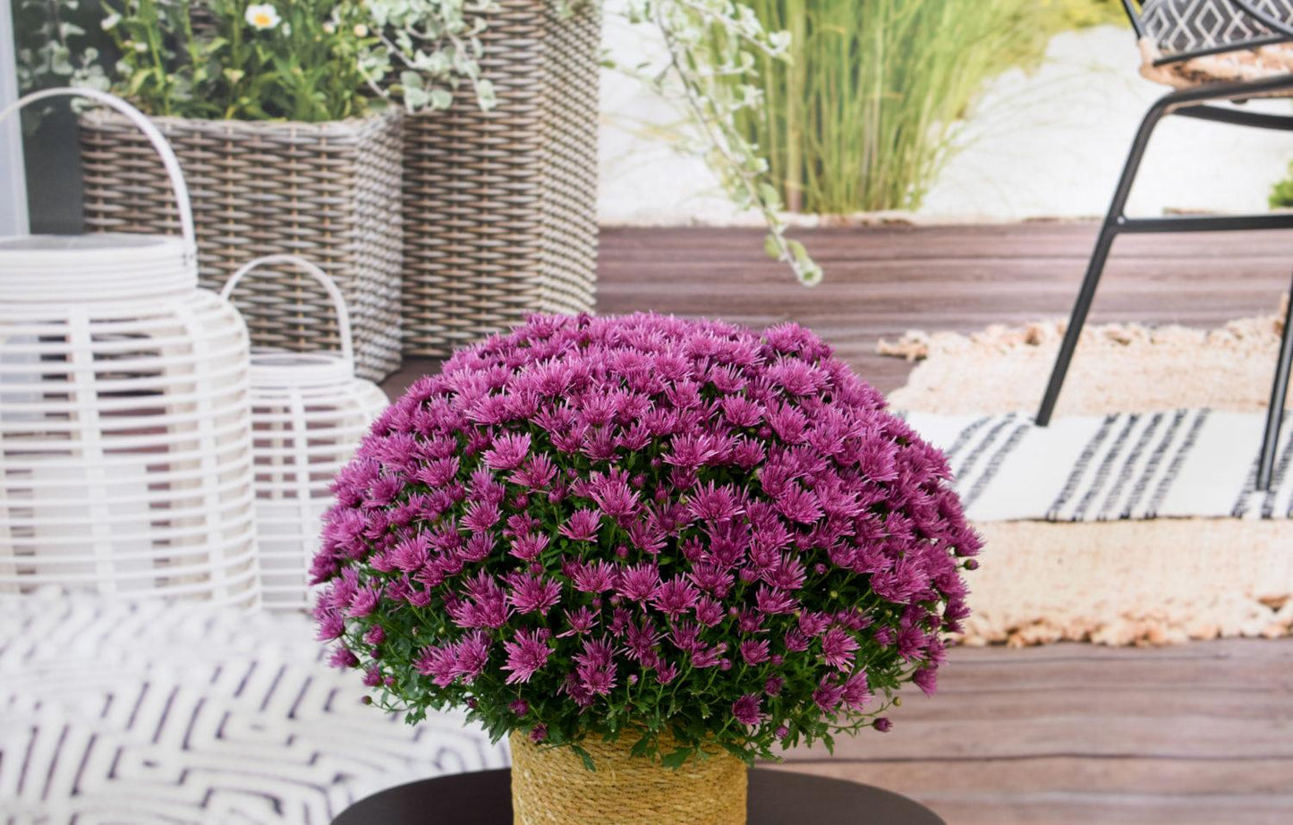 528 Mum Purple Baoli Lilac Purple - View 9 from www redcrocus com