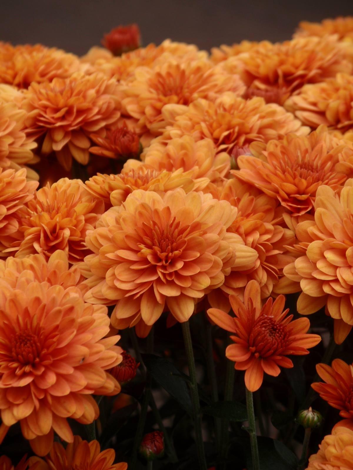 529 Mum Orange Beatrice Orange - View 8 from www redcrocus com