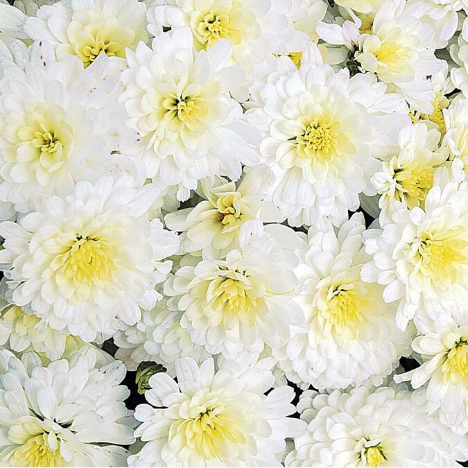 532 Mum White Carousel White - View 10 from www redcrocus com