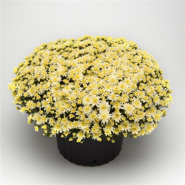 532 Mum White Carousel White - View 1 from www redcrocus com