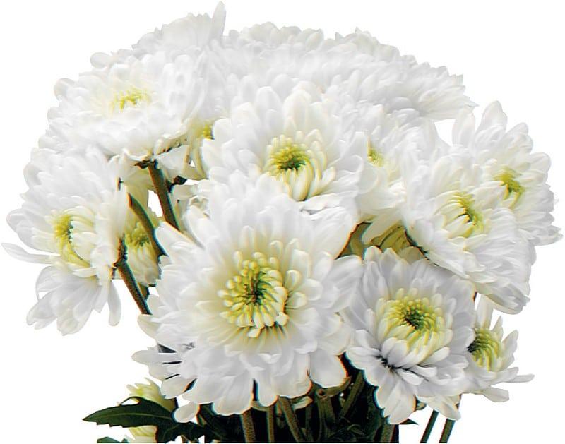 532 Mum White Carousel White - View 9 from www redcrocus com