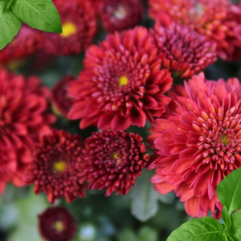 537 Mum Red Cranbury Red - View 11 from www redcrocus com
