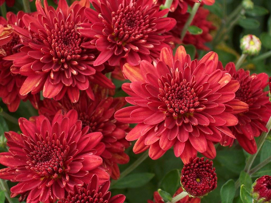537 Mum Red Cranbury Red - View 18 from www redcrocus com