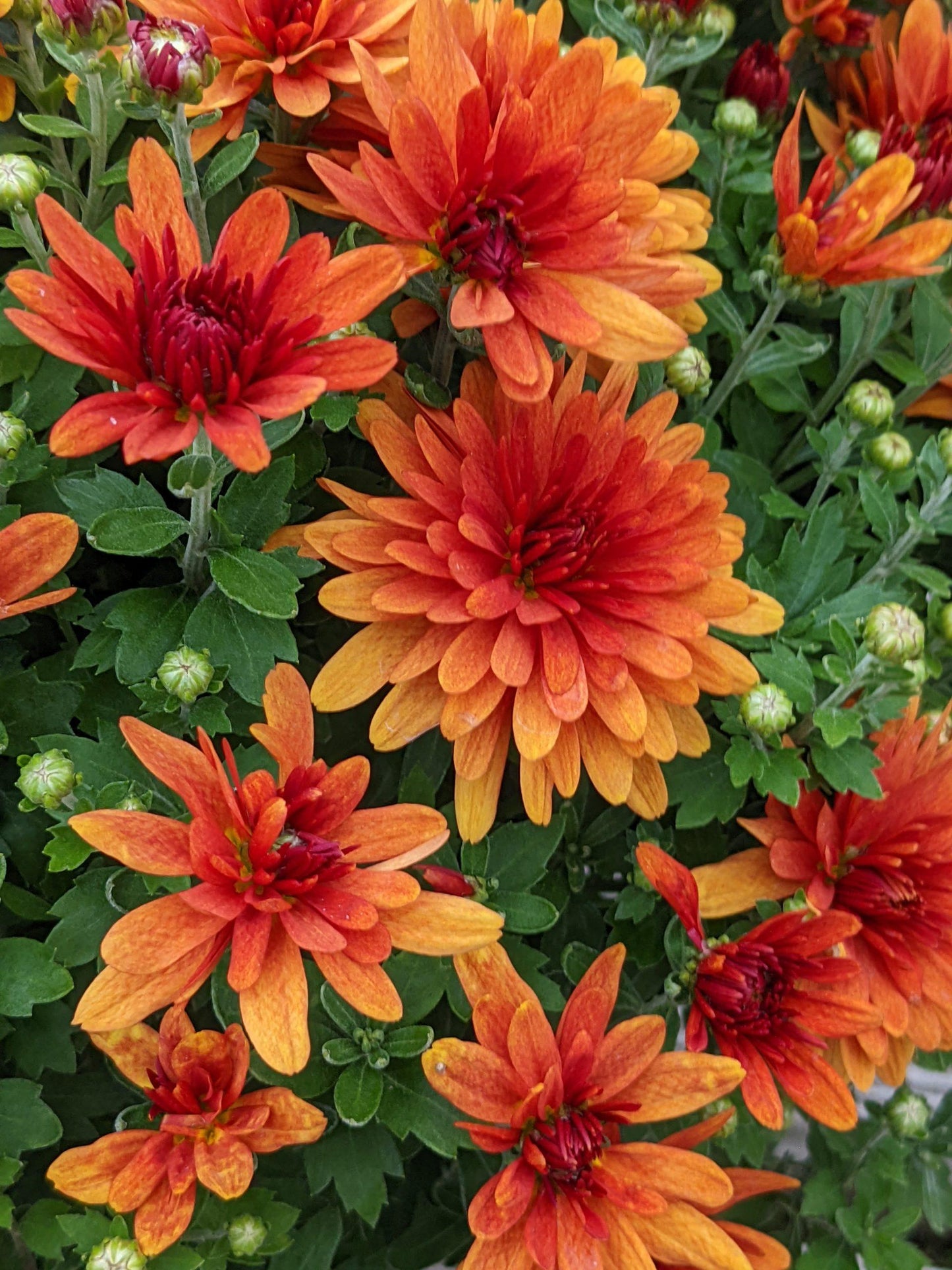 543 Mum Orange Kickin Spicy Orange - View 2 from www redcrocus com