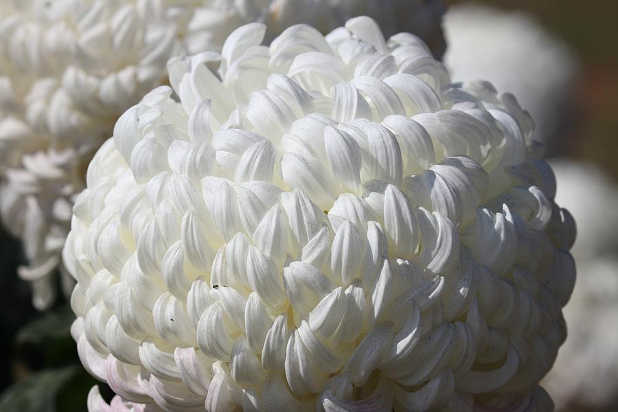 547 Mum White Nazimi White - View 10 from www redcrocus com