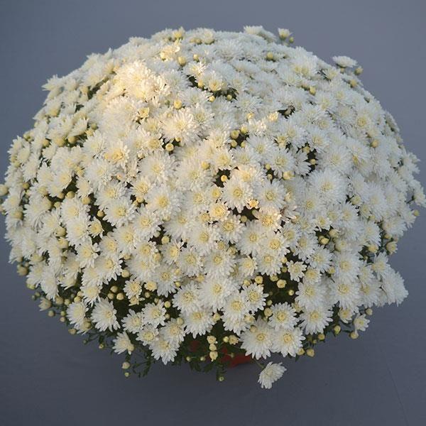 547 Mum White Nazimi White - View 3 from www redcrocus com