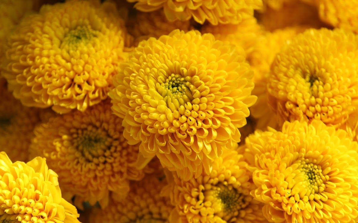 550 Mum Yellow Pamela Yellow - View 2 from www redcrocus com