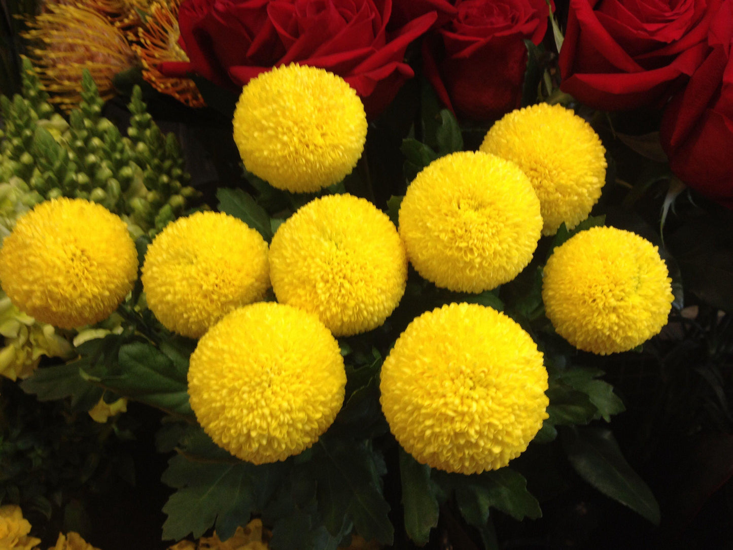 550 Mum Yellow Pamela Yellow - View 4 from www redcrocus com