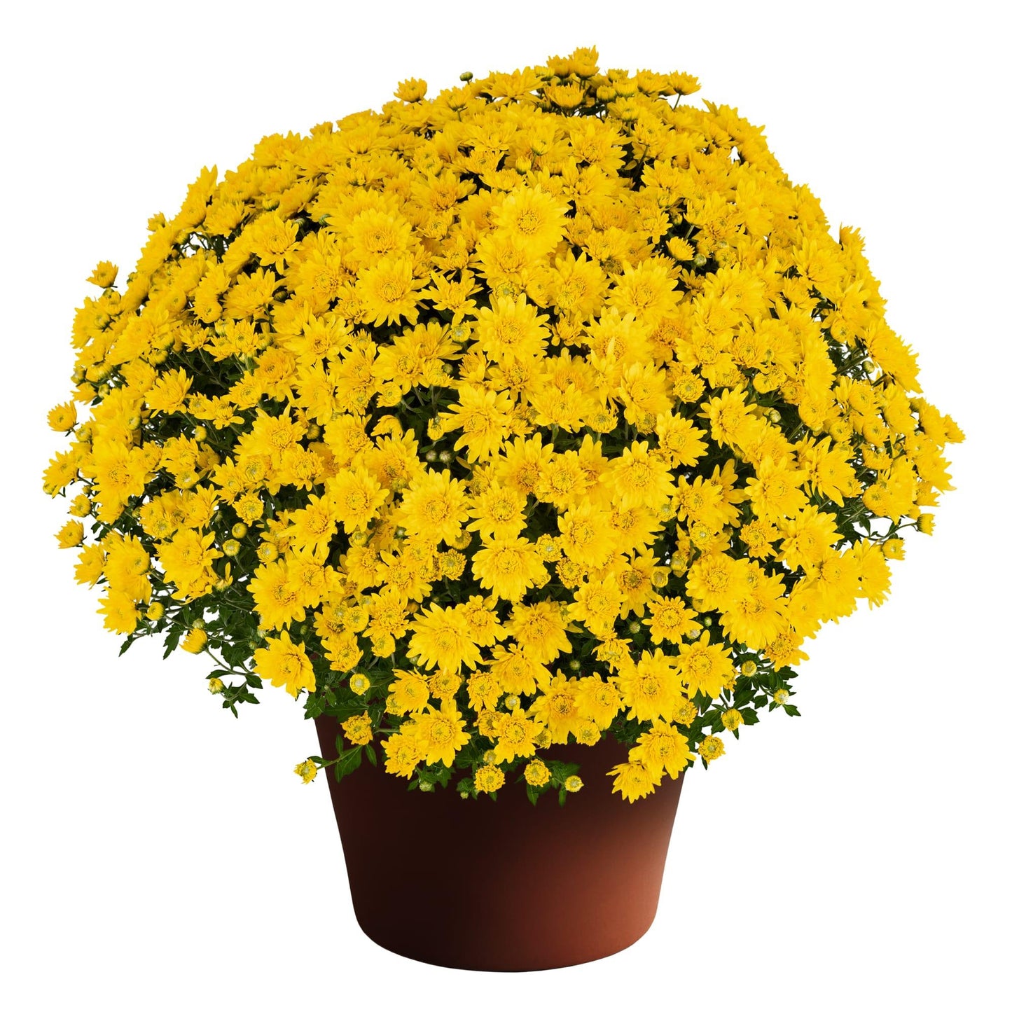551 Mum Yellow Tanya Yellow - View 5 from www redcrocus com