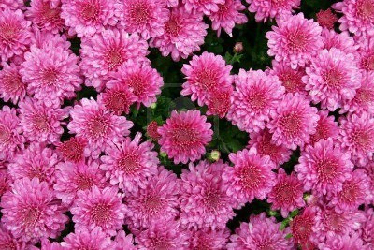 555 Mum Pink Misty Lilac Pink - View 18 from www redcrocus com