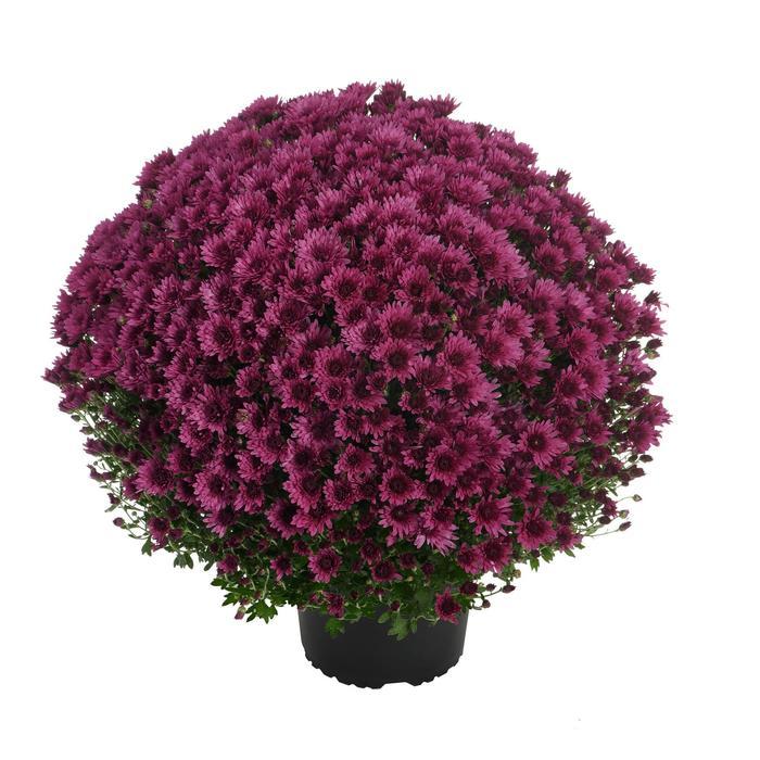 557 Mum Purple Cosmic Galaxy Purple - View 1 from www redcrocus com