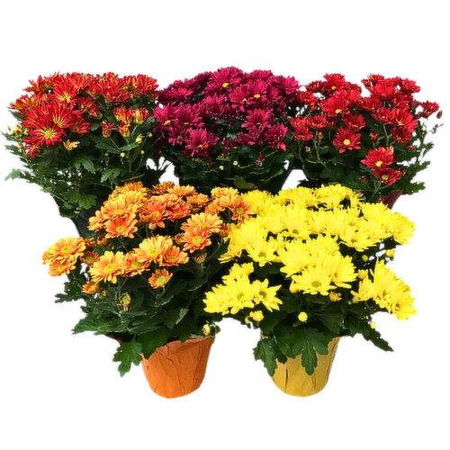 Mum, Assorted - View 10 from www redcrocus com