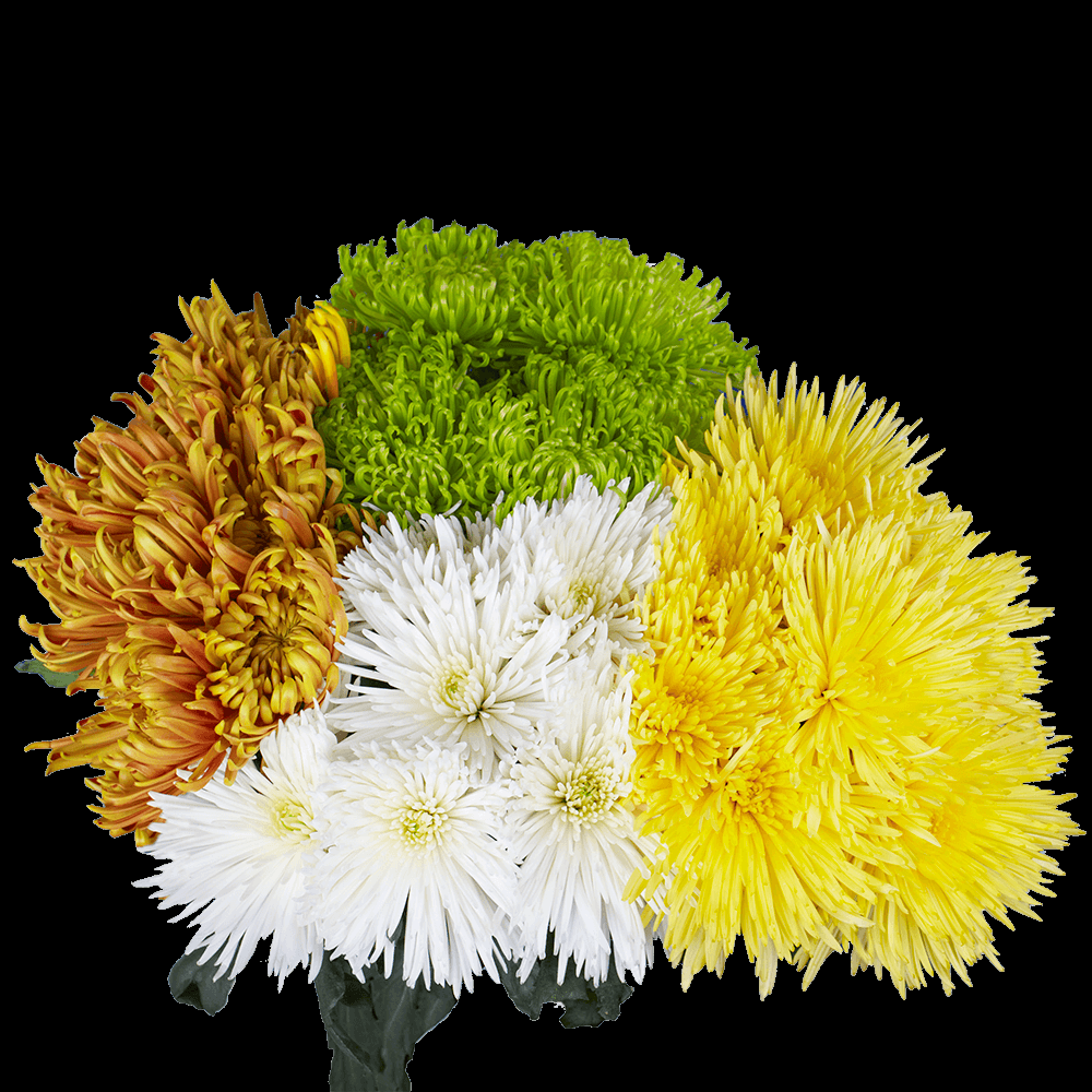 Mum, Assorted - View 11 from www redcrocus com