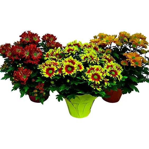 Mum, Assorted - View 14 from www redcrocus com