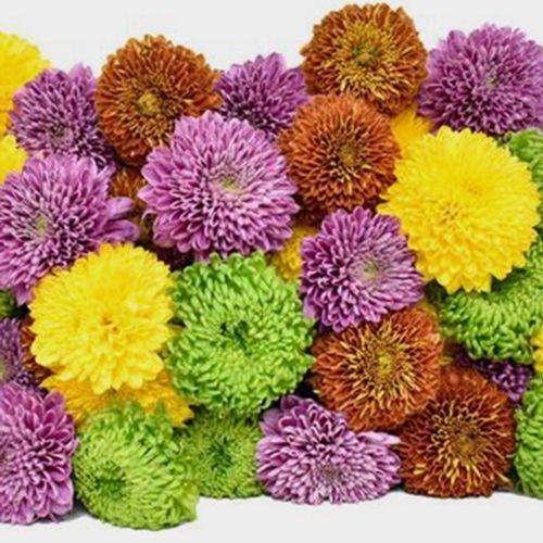 Mum, Assorted - View 2 from www redcrocus com