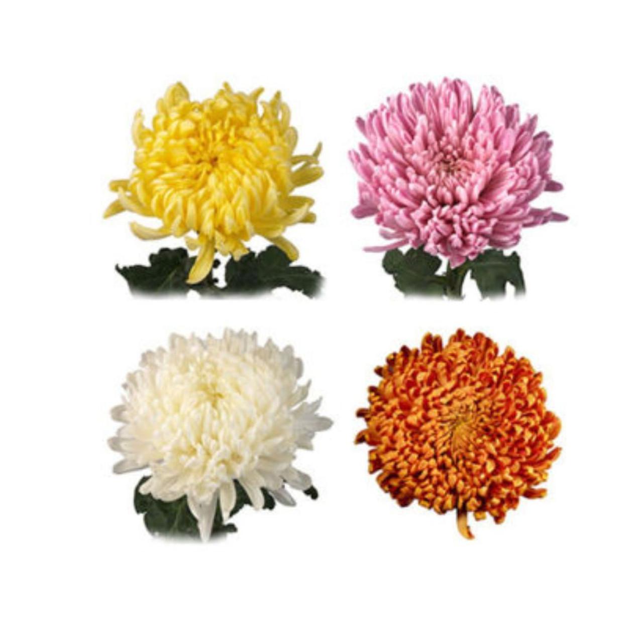 Mum, Assorted - View 3 from www redcrocus com