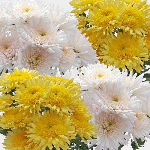 Mum, Assorted - View 4 from www redcrocus com