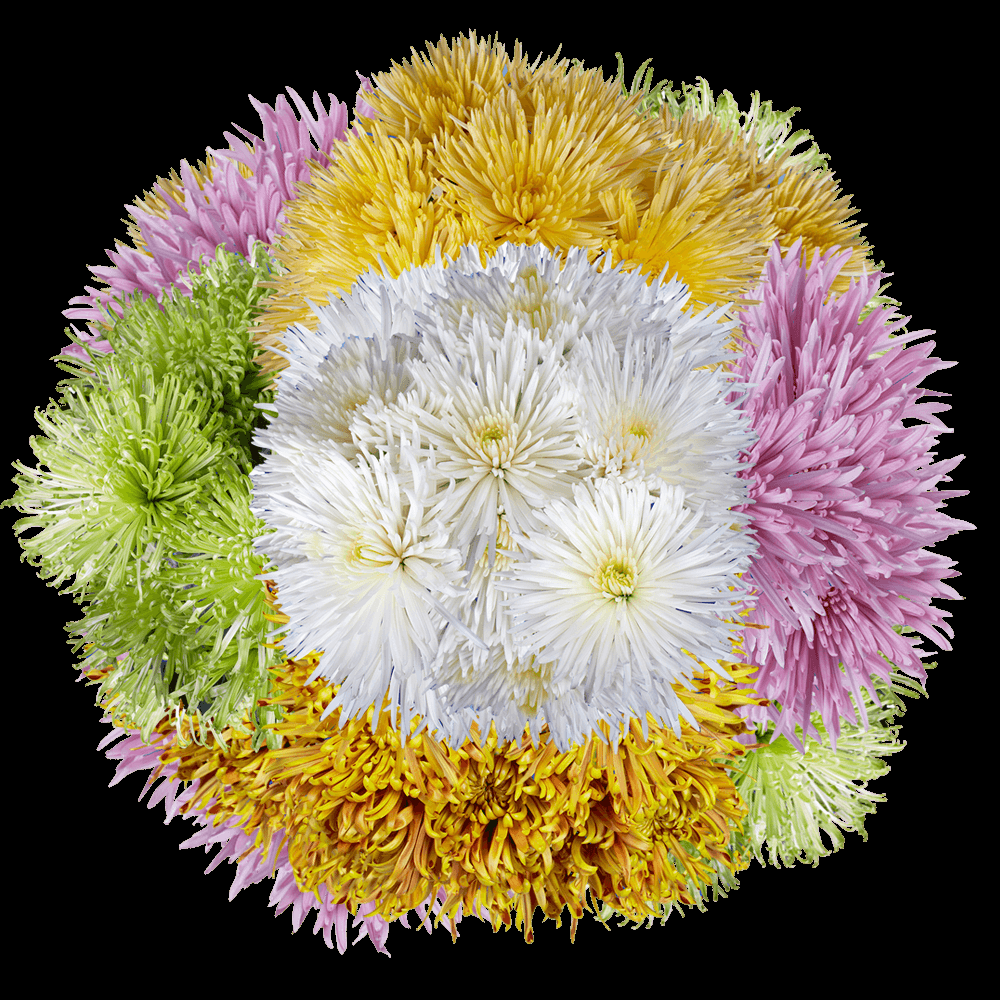 Mum, Assorted - View 7 from www redcrocus com