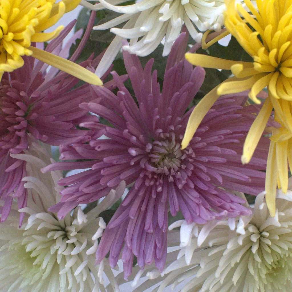 Mum, Assorted - View 8 from www redcrocus com