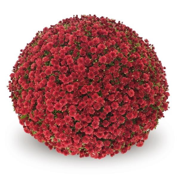 Mum Red Pobo Red - View 12 from www redcrocus com