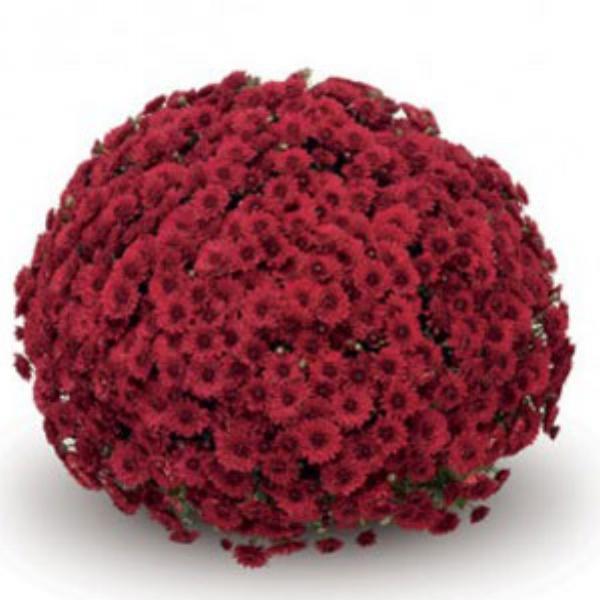 Mum Red Pobo Red - View 15 from www redcrocus com