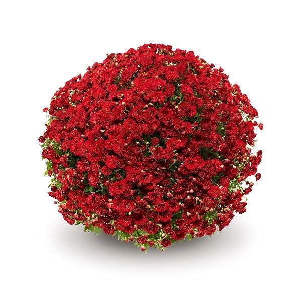 Mum Red Pobo Red - View 3 from www redcrocus com