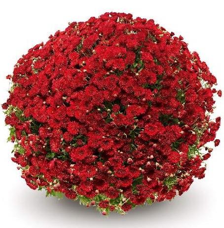 Mum Red Pobo Red - View 6 from www redcrocus com