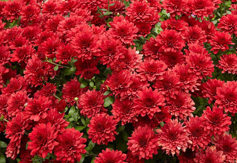 Mum Red Pobo Red - View 8 from www redcrocus com