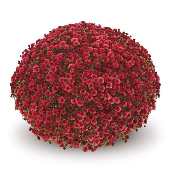Mum Red Pobo Red - View 9 from www redcrocus com