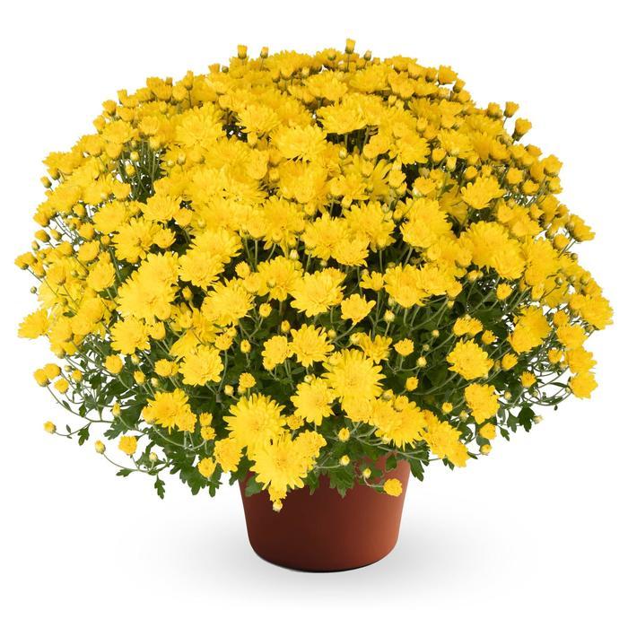 Mum, Yellow Moonglow Yellow - View 5 from www redcrocus com