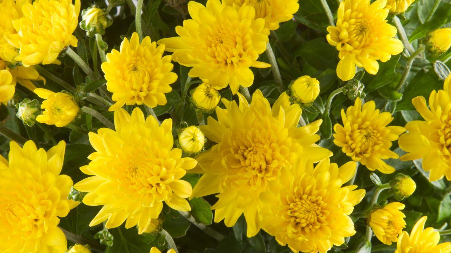 Mum, Yellow Moonglow Yellow - View 6 from www redcrocus com