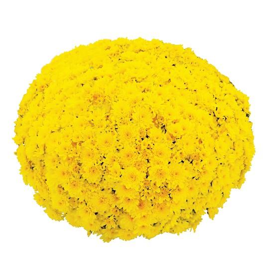 Mum, Yellow Moonglow Yellow - View 7 from www redcrocus com