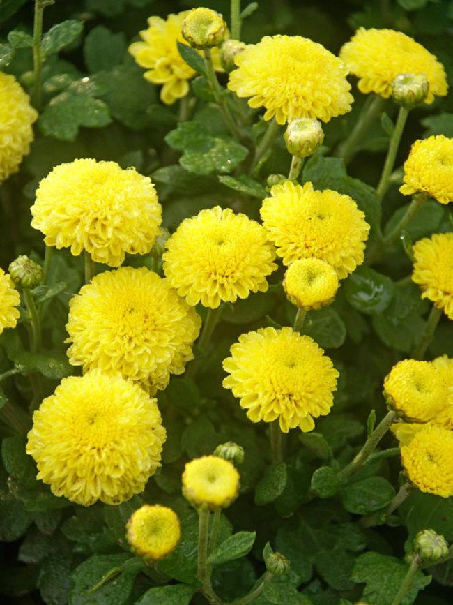 Mum, Yellow Moonglow Yellow - View 8 from www redcrocus com