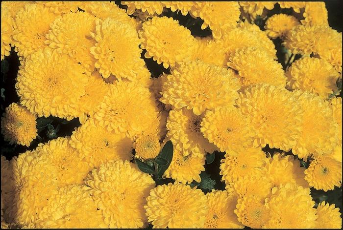 Mum, Yellow Moonglow Yellow - View 9 from www redcrocus com