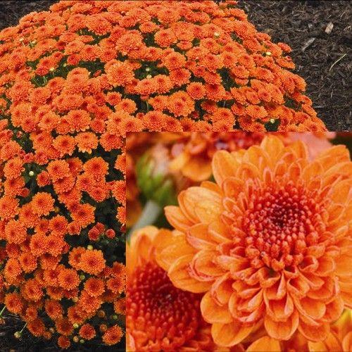 Mum Orange Perfectly Orange - View 11 from www redcrocus com