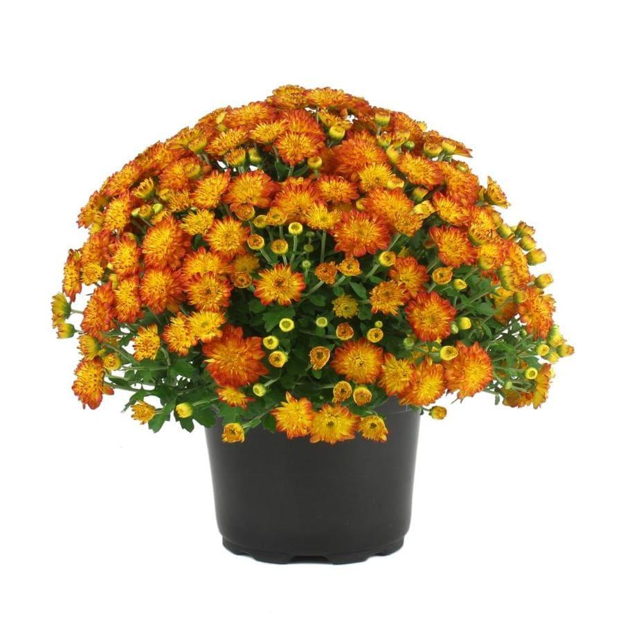 Mum Orange Perfectly Orange - View 15 from www redcrocus com