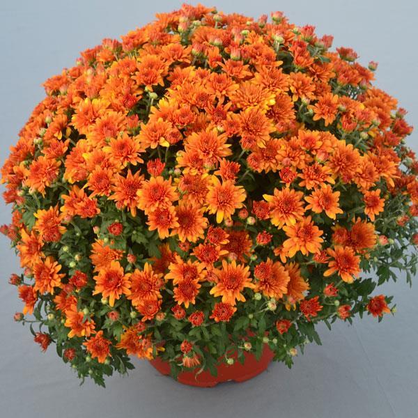Mum Orange Perfectly Orange - View 2 from www redcrocus com