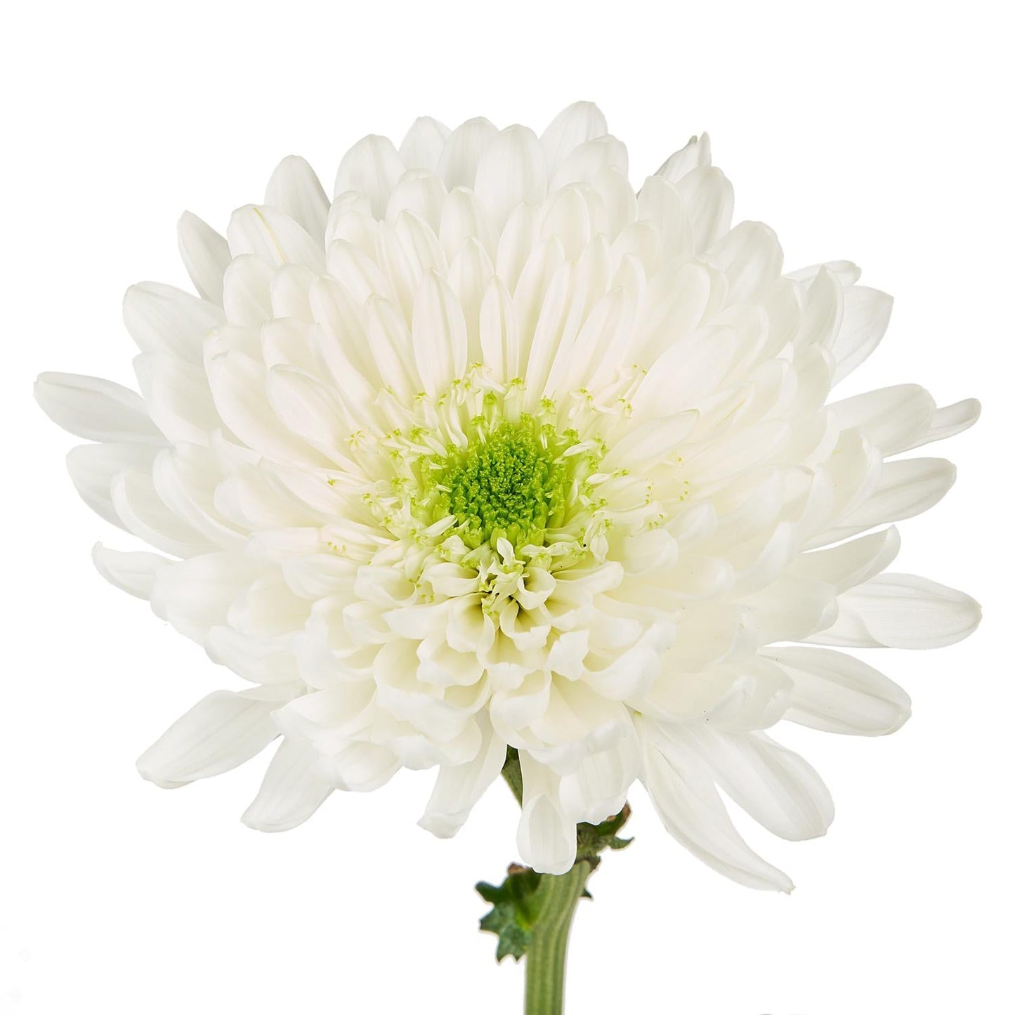 Mum, White Starburst White - View 10 from www redcrocus com