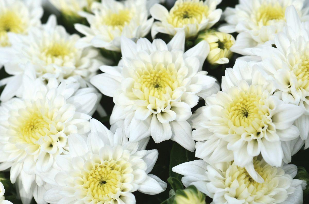 Mum, White Starburst White - View 6 from www redcrocus com
