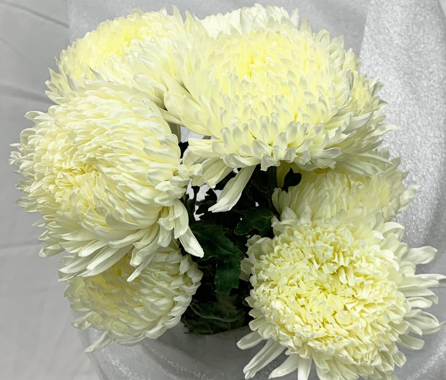 Mum, White Starburst White - View 8 from www redcrocus com