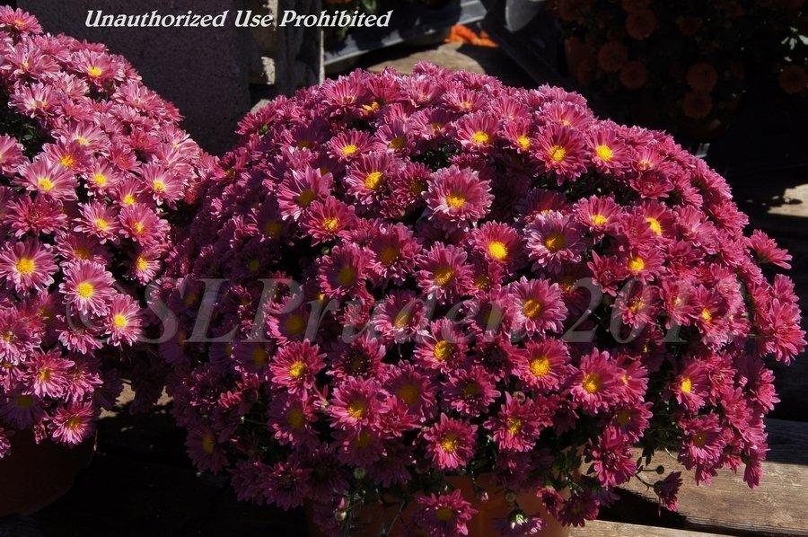 Mum Purple Stellar Purple - View 7 from www redcrocus com