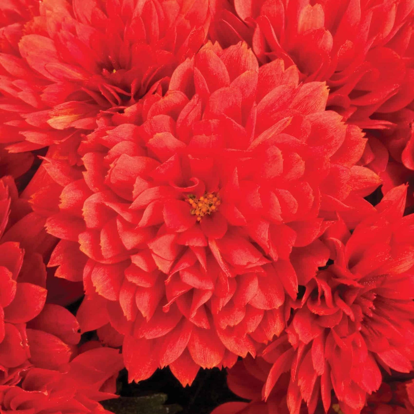 Mum Red Stellar Red - View 13 from www redcrocus com