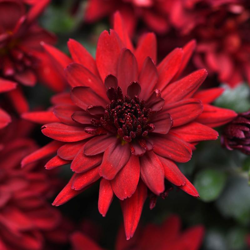 Mum Red Stellar Red - View 14 from www redcrocus com