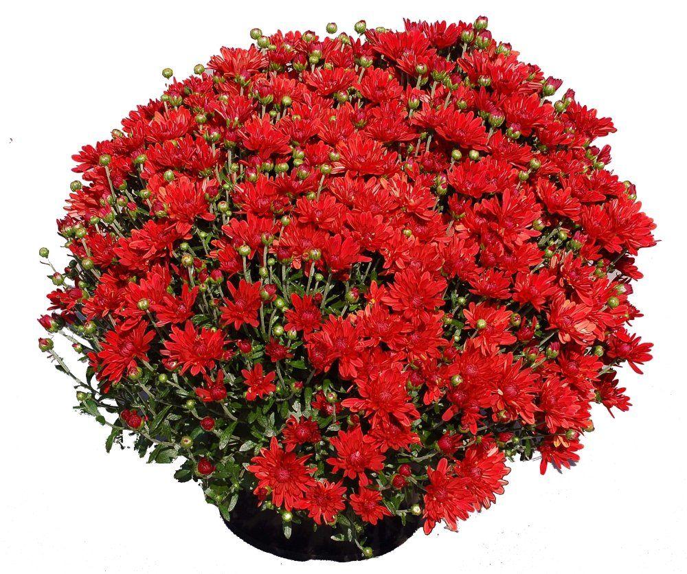 Mum Red Stellar Red - View 2 from www redcrocus com
