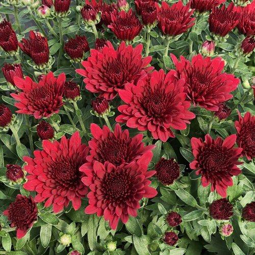 Mum Red Stellar Red - View 3 from www redcrocus com