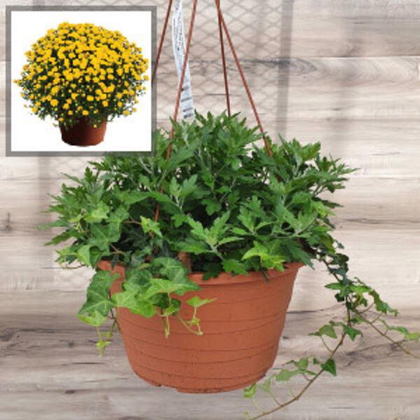 Mum Yellow Elena Gold Yellow - View 7 from www redcrocus com