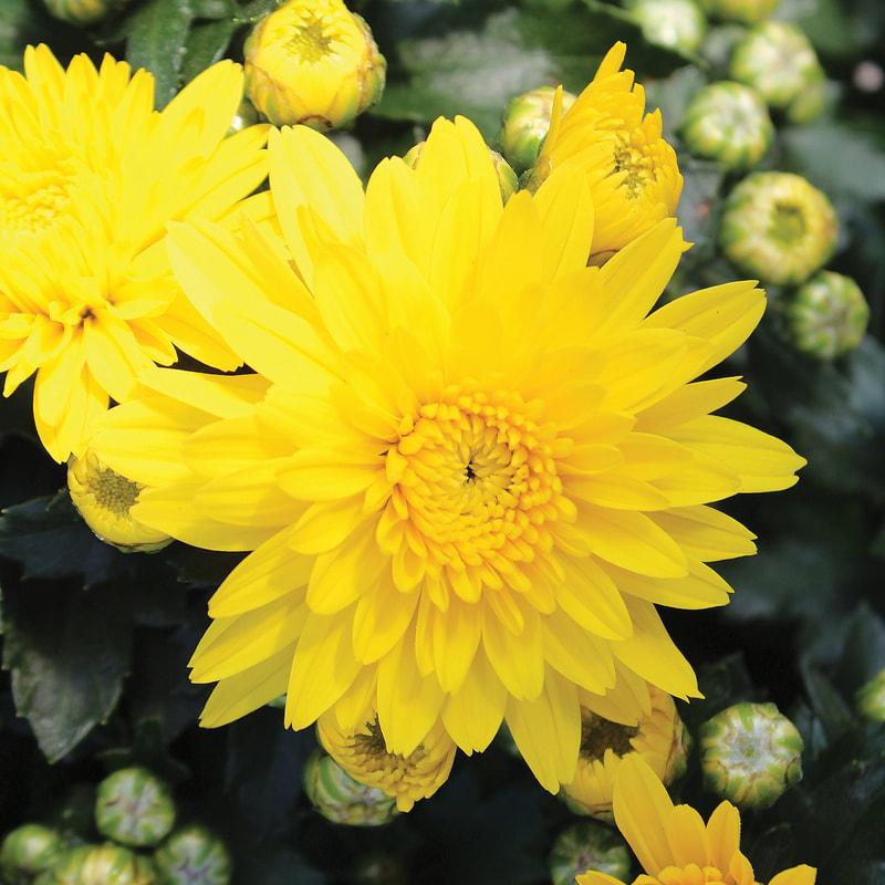 Mum Yellow Conaco Yellow - View 4 from www redcrocus com