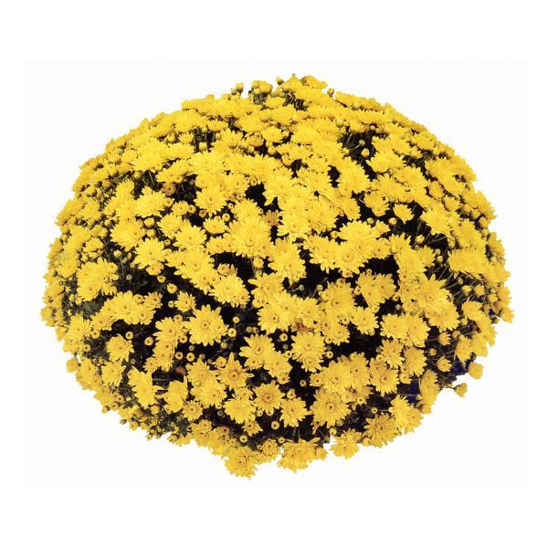 Mum Yellow Conaco Yellow - View 7 from www redcrocus com