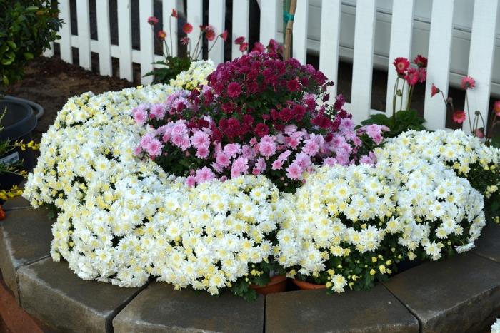 Mum White Lesconil White - View 4 from www redcrocus com